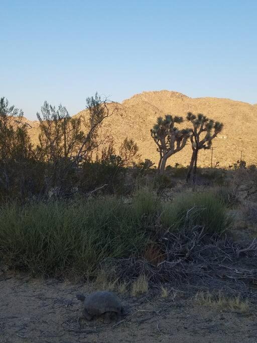 Steph'S Panorama Paradise-Nat'L Park Minutes Away 约书亚树 外观 照片