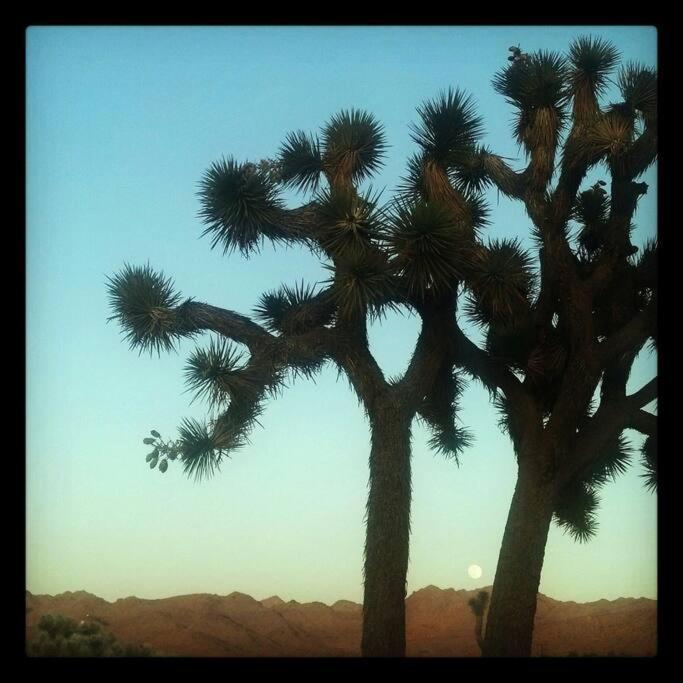 Steph'S Panorama Paradise-Nat'L Park Minutes Away 约书亚树 外观 照片